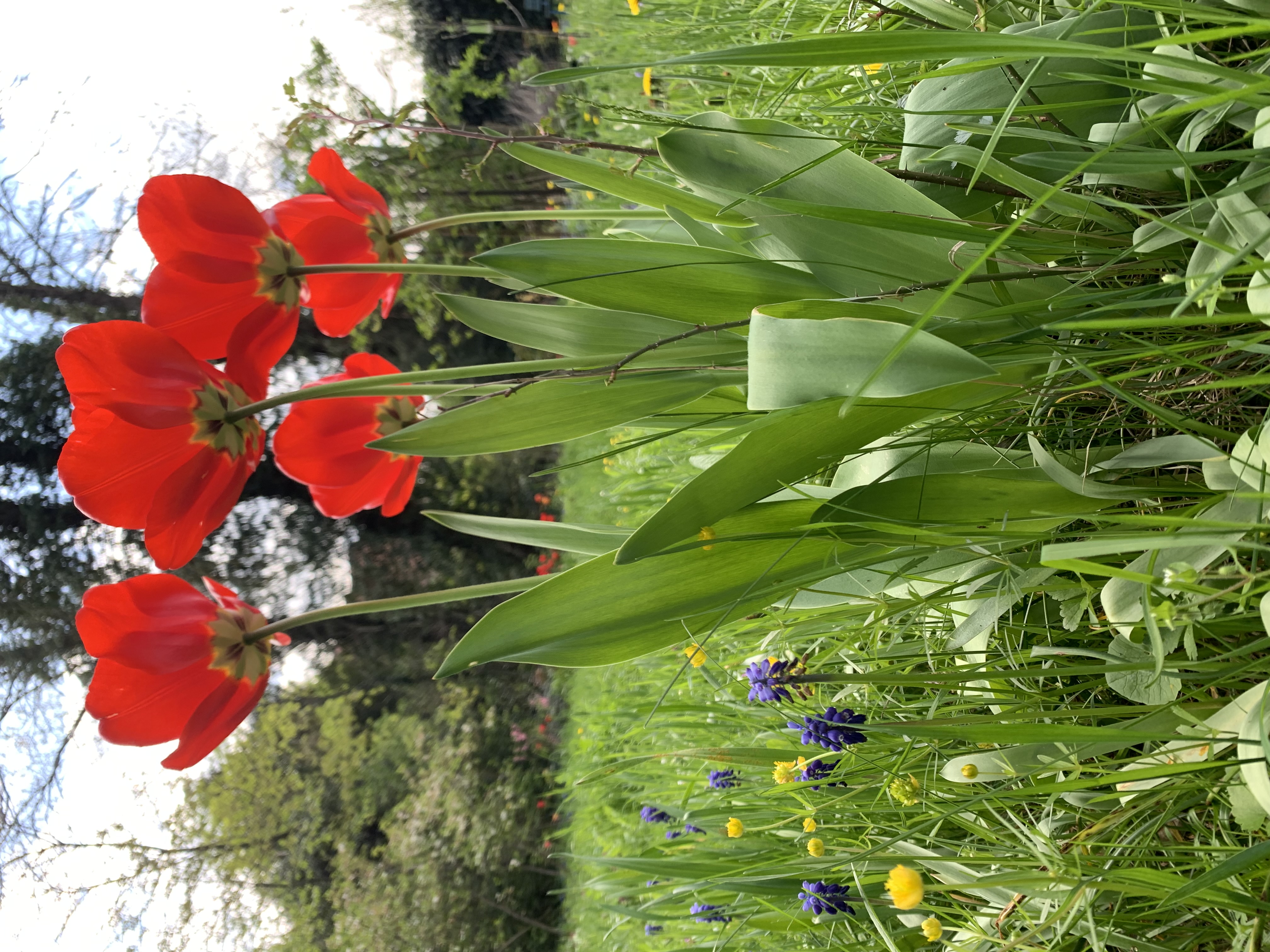 WONNEMONAT MAI: LIEBESGESCHICHTEN / LIEBESSCHWÜRE / LIEBESSONGS