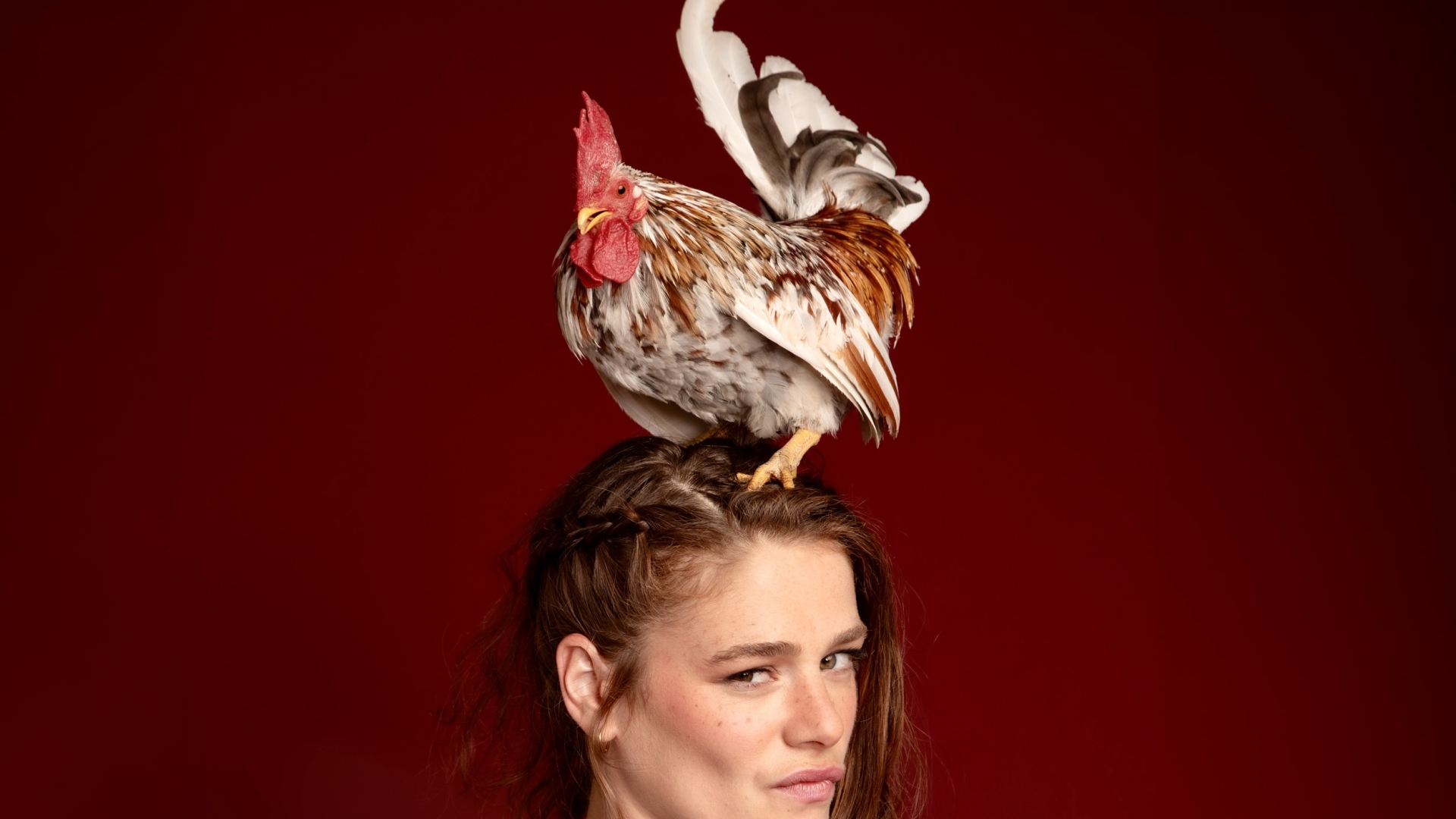 die bremer stadtmusikanten die bremer stadtmusikanten